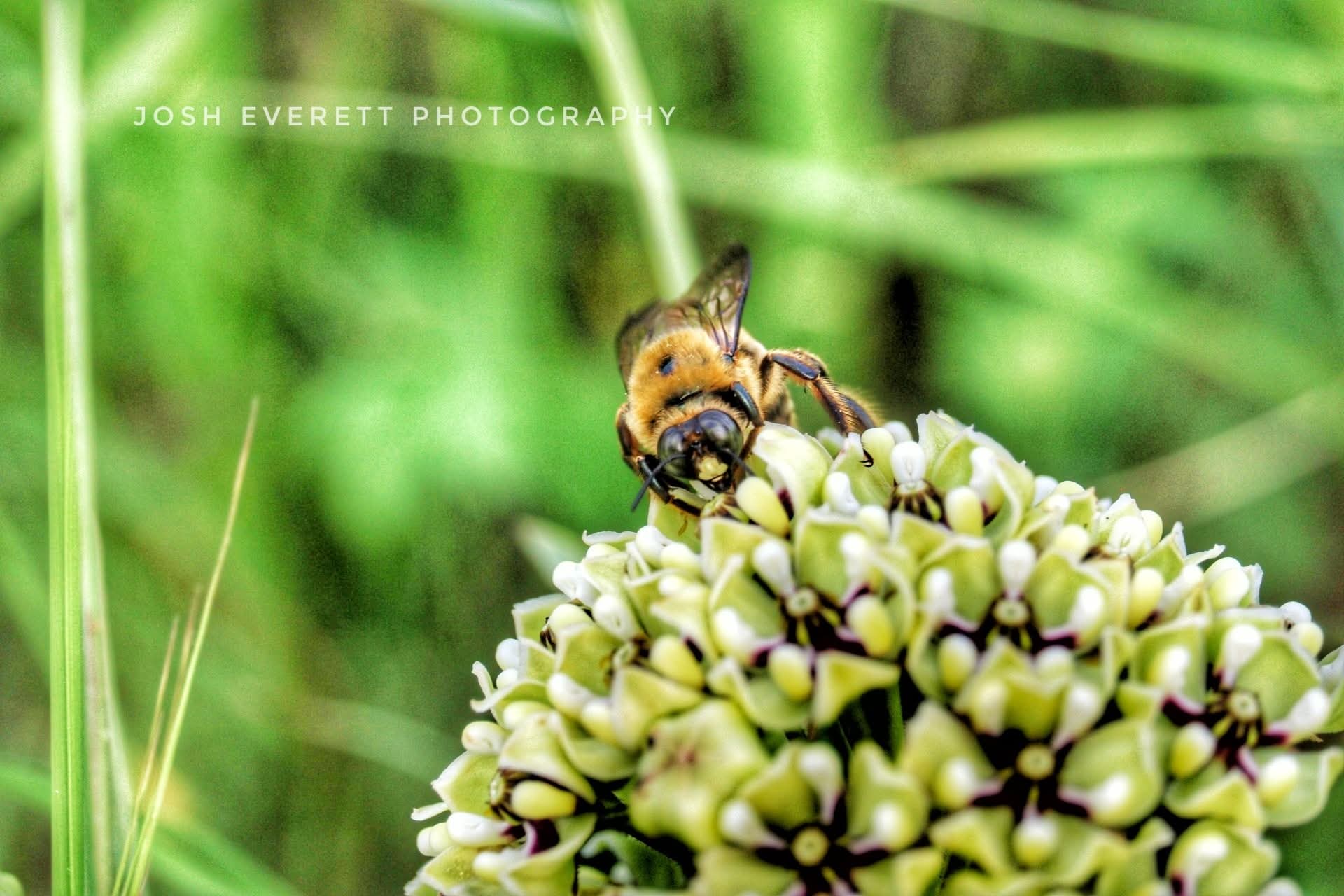 Large bumble-bee on a flower.