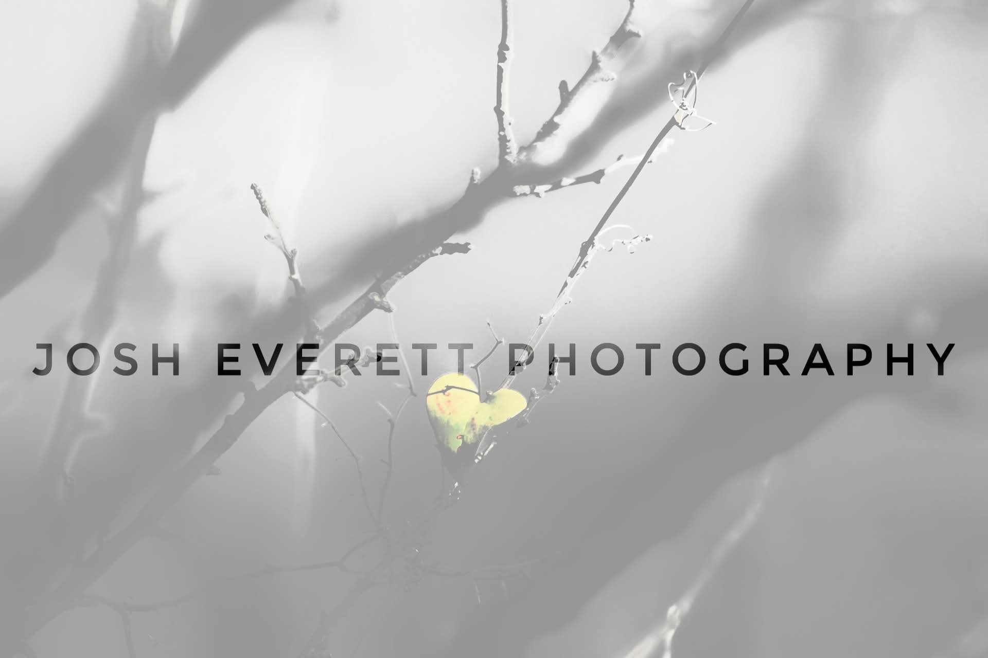Single yellow leaf that is shaped like a heart on a tree in white and black.