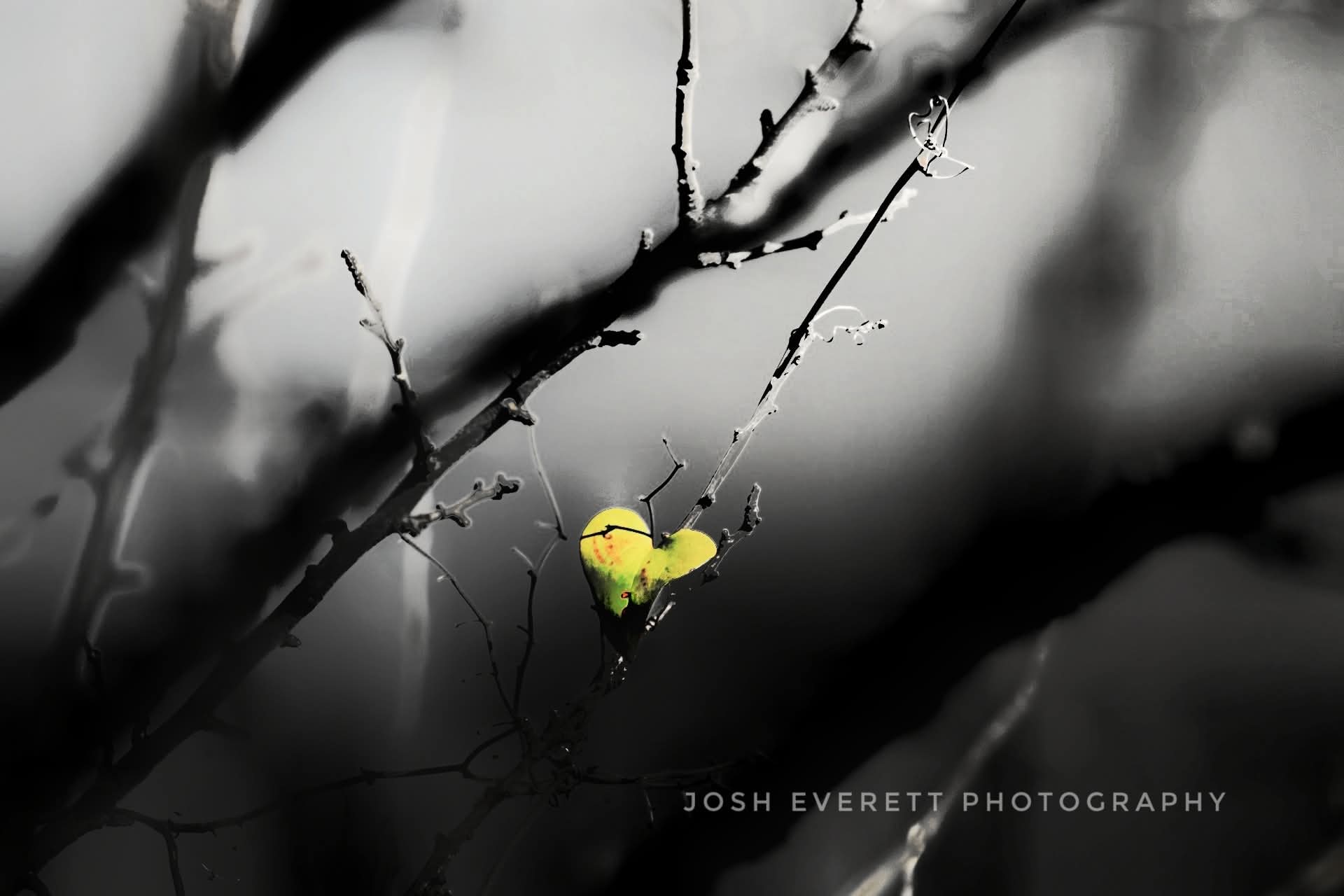 Single yellow leaf that is shaped like a heart on a tree in black and white.