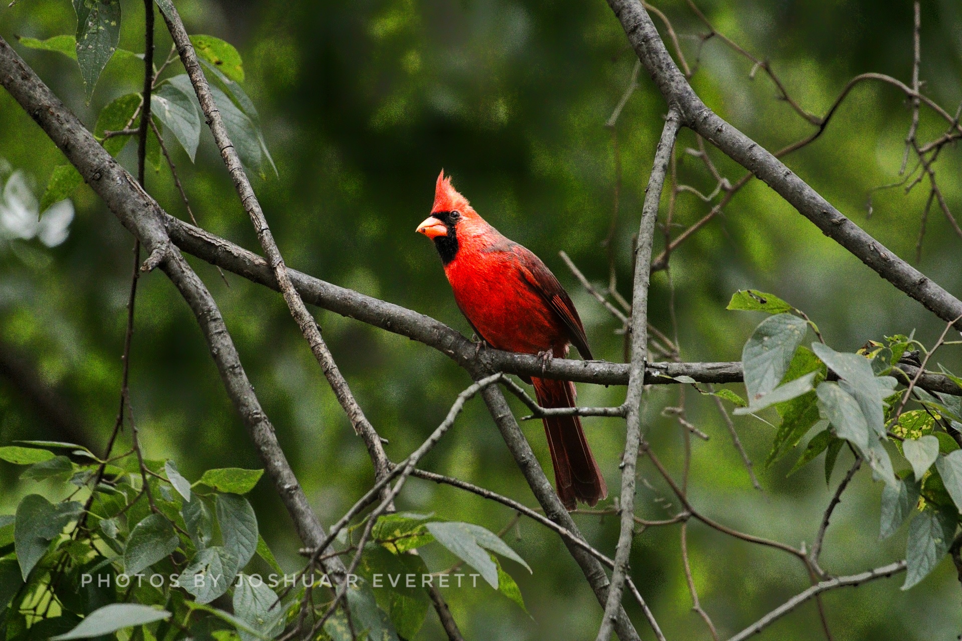 Red male cardinal in tree without leaves.