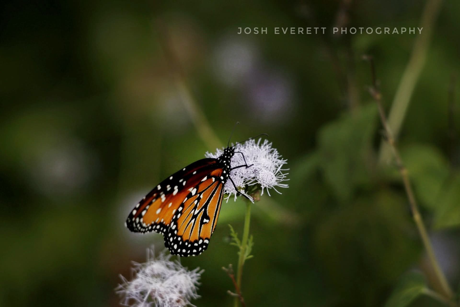 Monarch butterfly on a white flower with its proboscis exposed.
