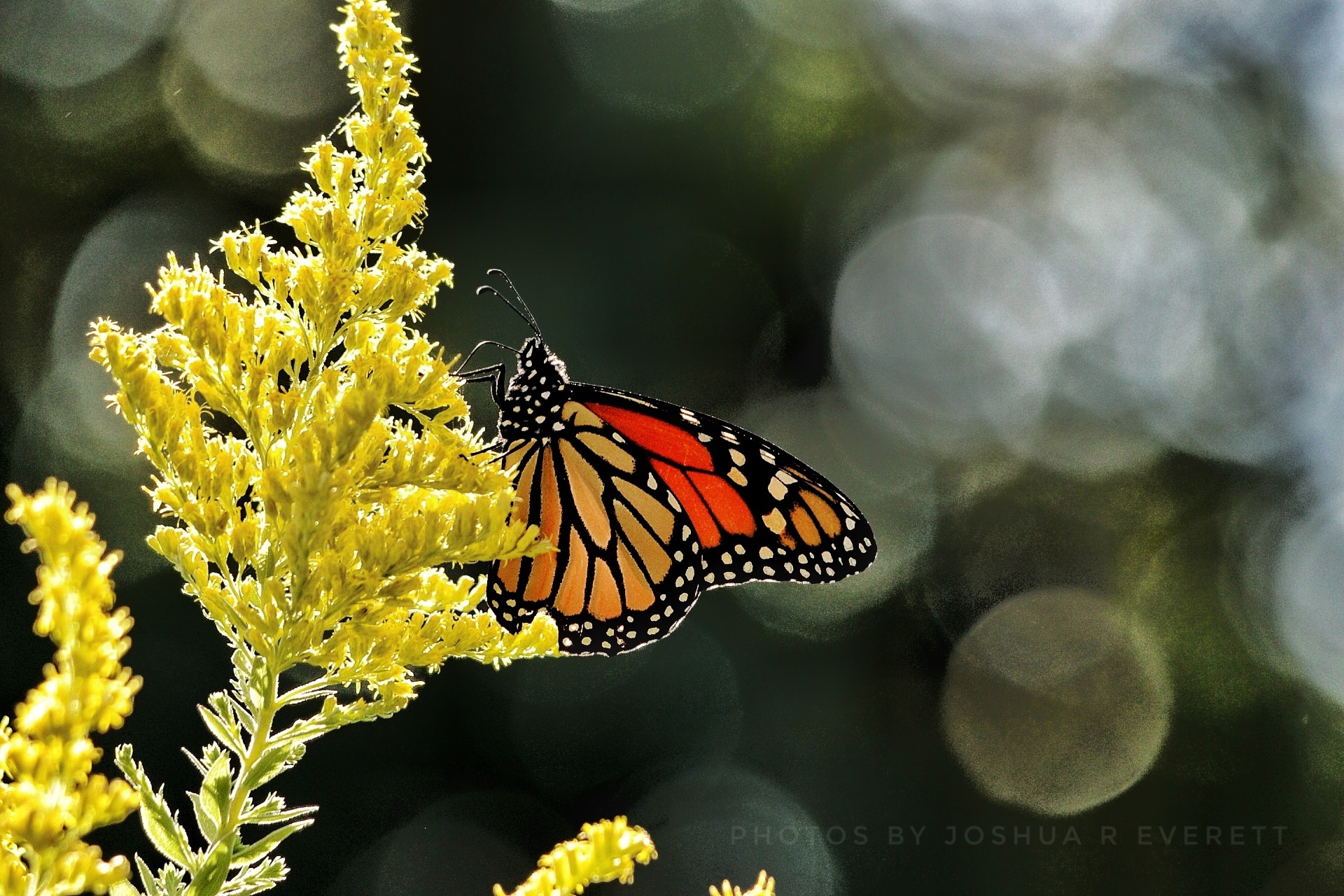 Monarch butterfly on flowers