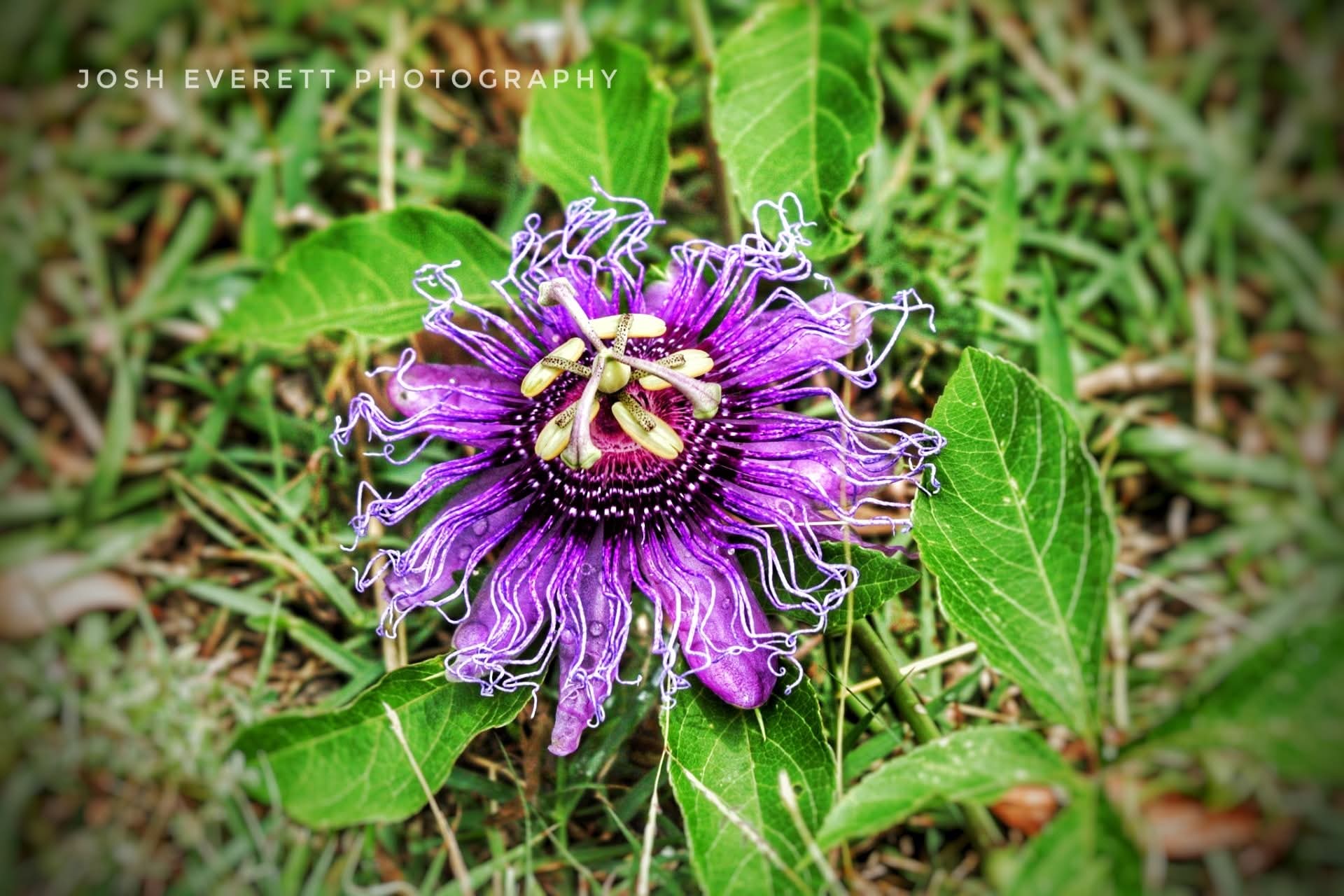 A single, purple, passion-fruit flower.