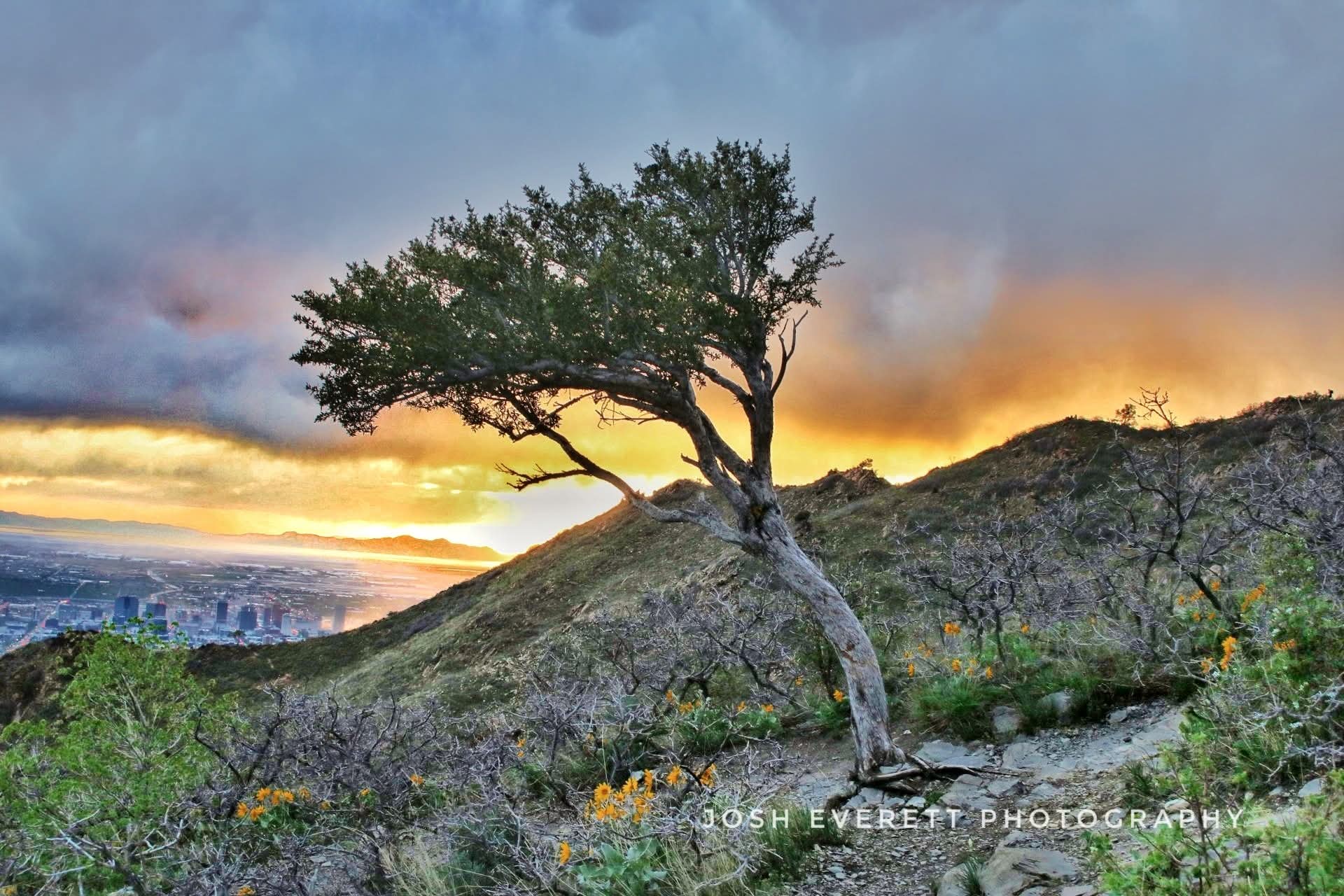 A lonely tree that looks like it is permanently blowing in the wind.